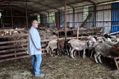 Kocaeli'nde hayvancılığa bütüncül destek